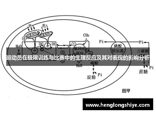 运动员在极限训练与比赛中的生理反应及其对表现的影响分析